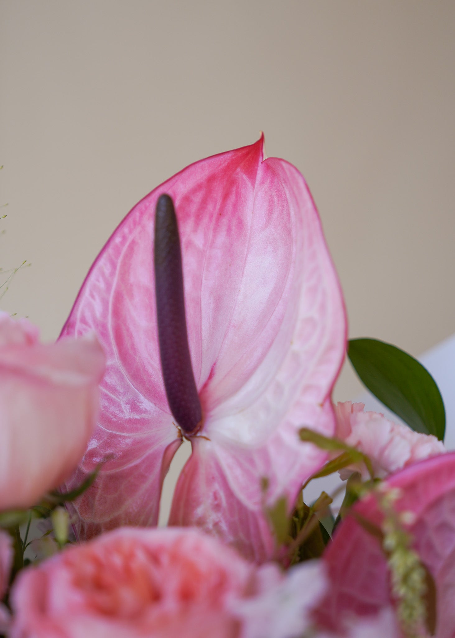Blushing Beauty in Vase