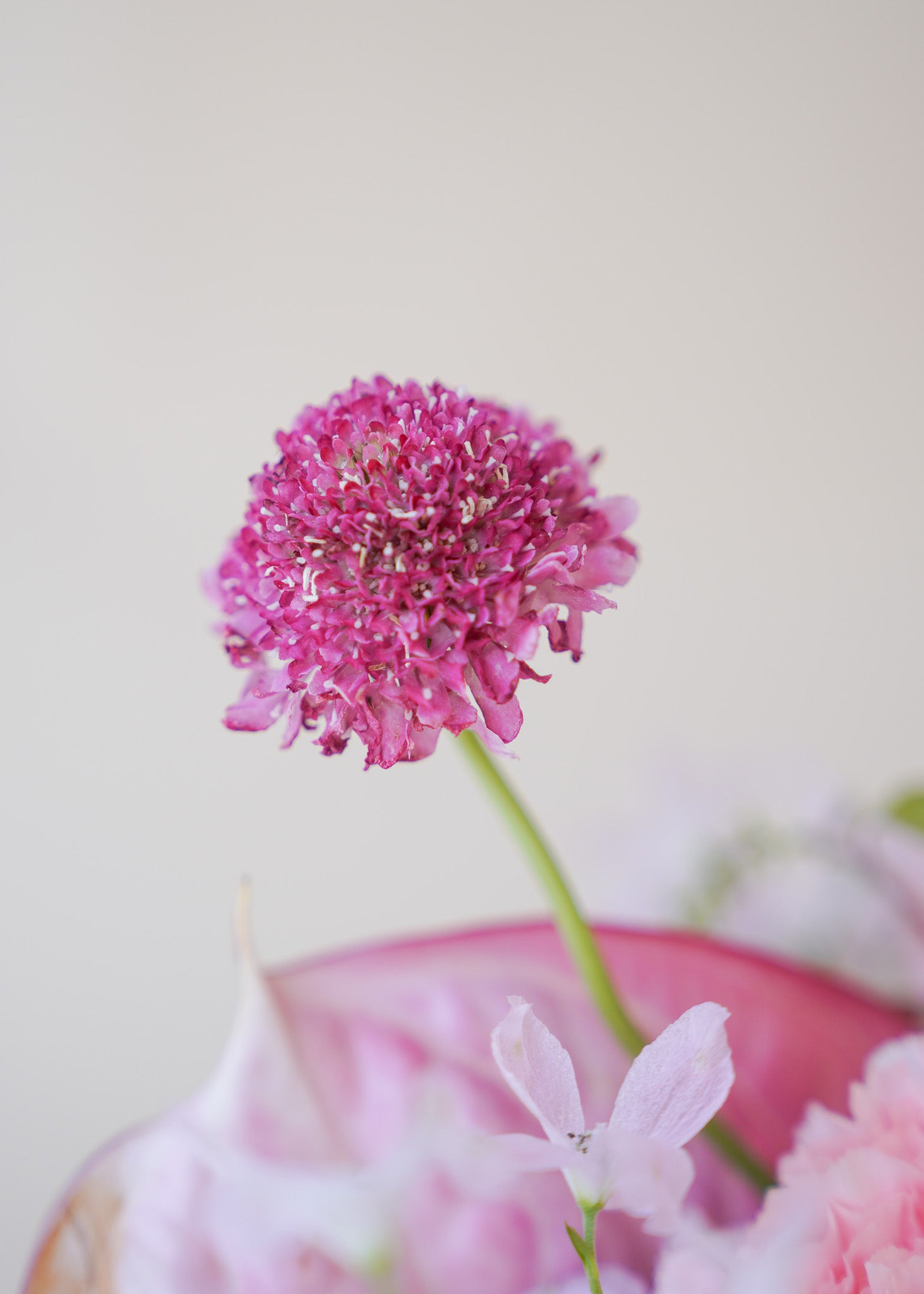 Blushing Beauty in Vase