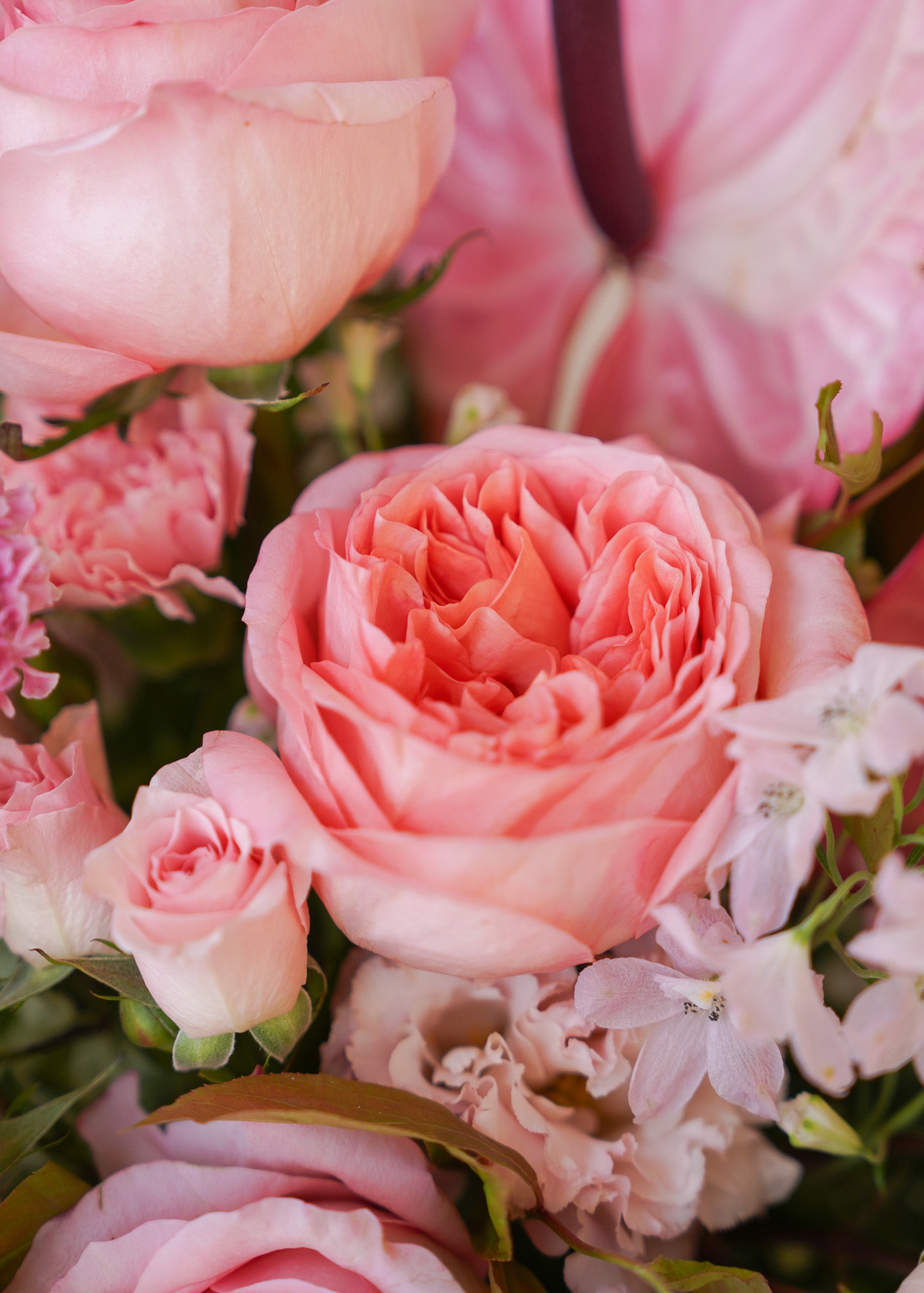 Blushing Beauty in Vase