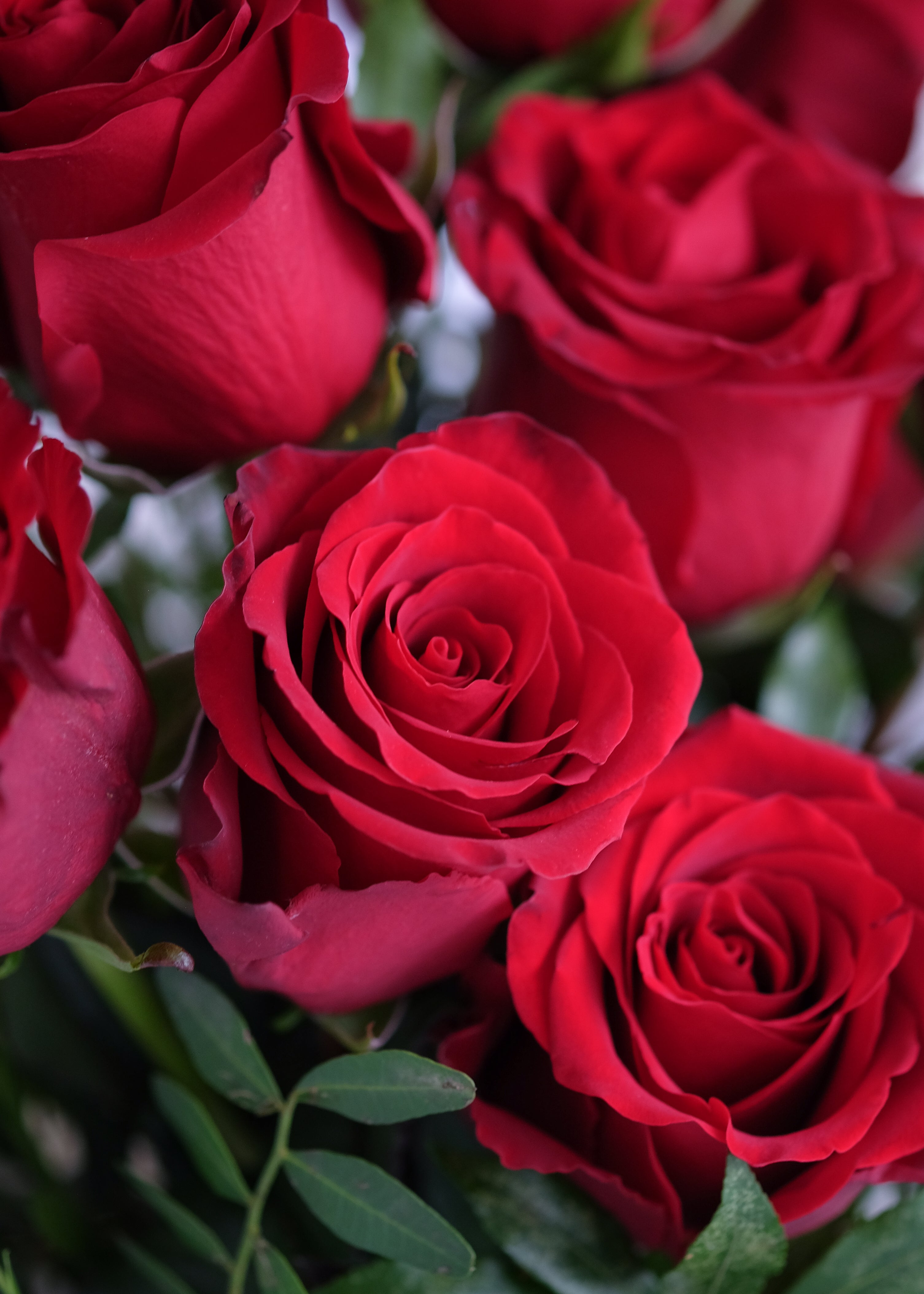 Rose Bouquet