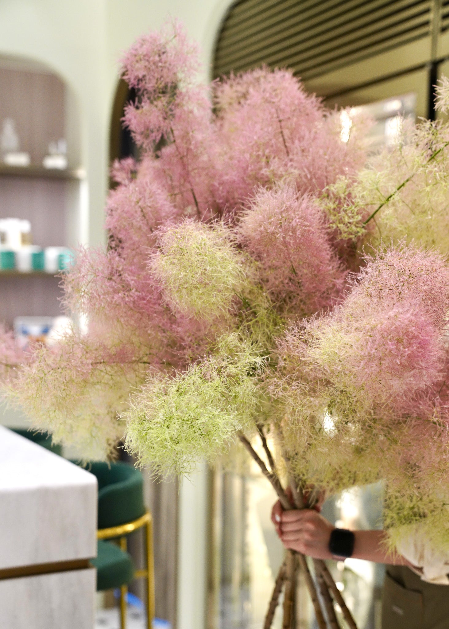 Japanese Smoke Tree (Pre-order)