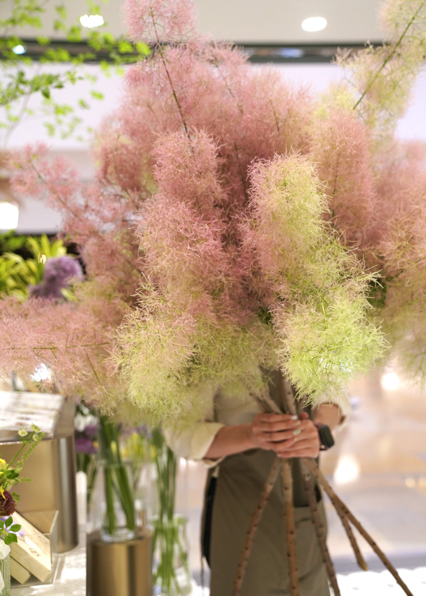 Japanese Smoke Tree (Pre-order)