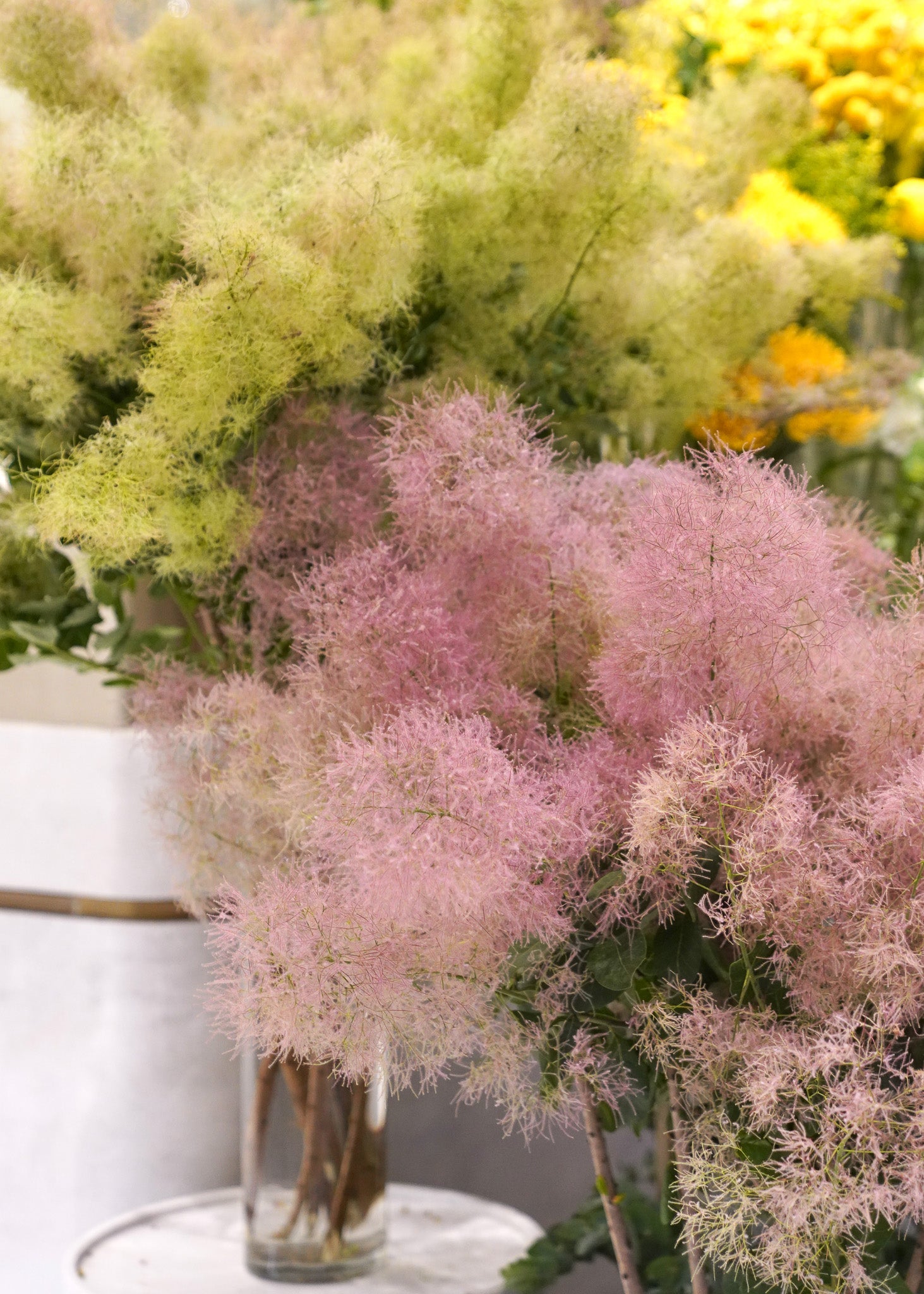 Japanese Smoke Tree (Pre-order)