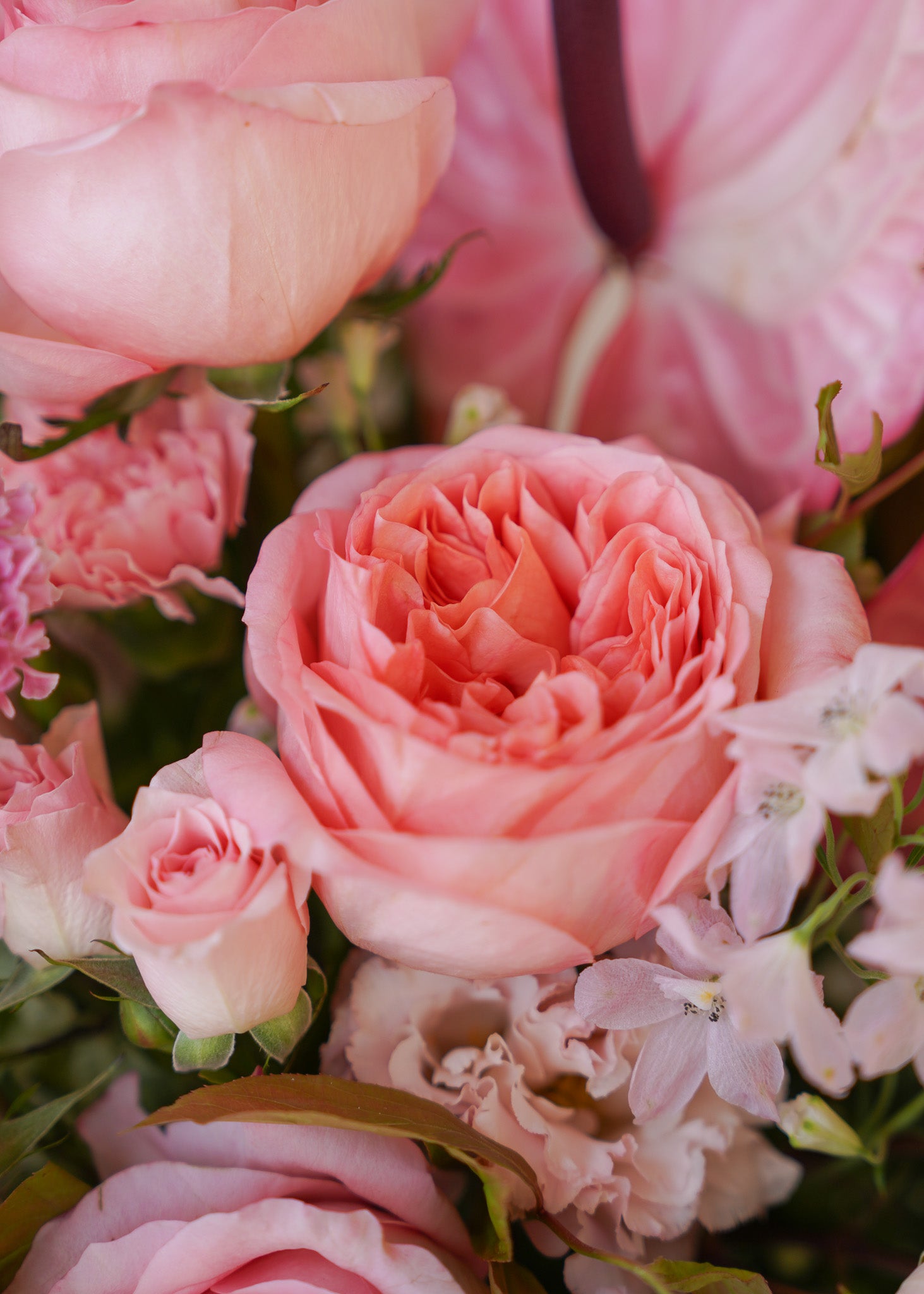 Blushing Beauty