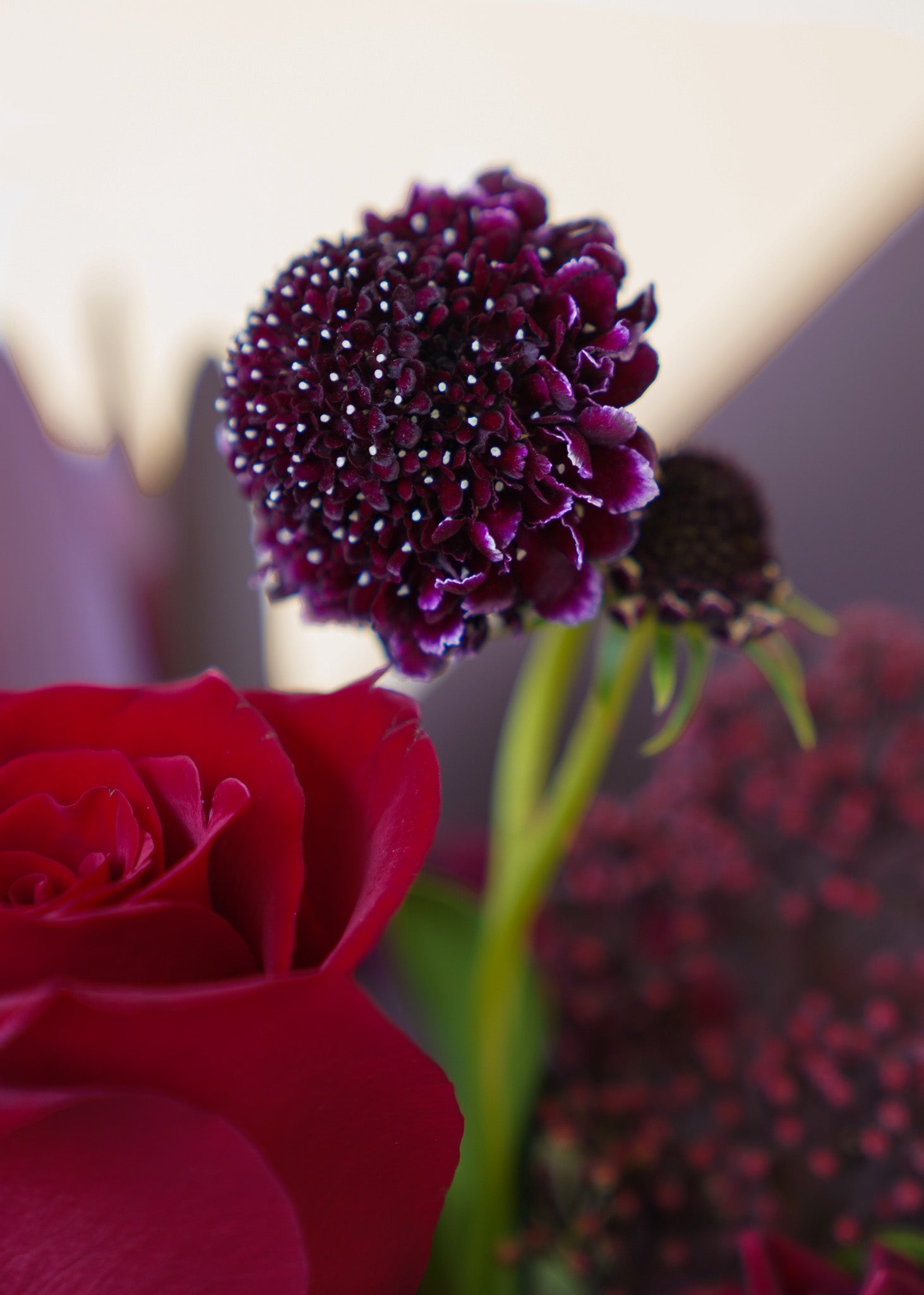 Bordeaux Romance in Vase