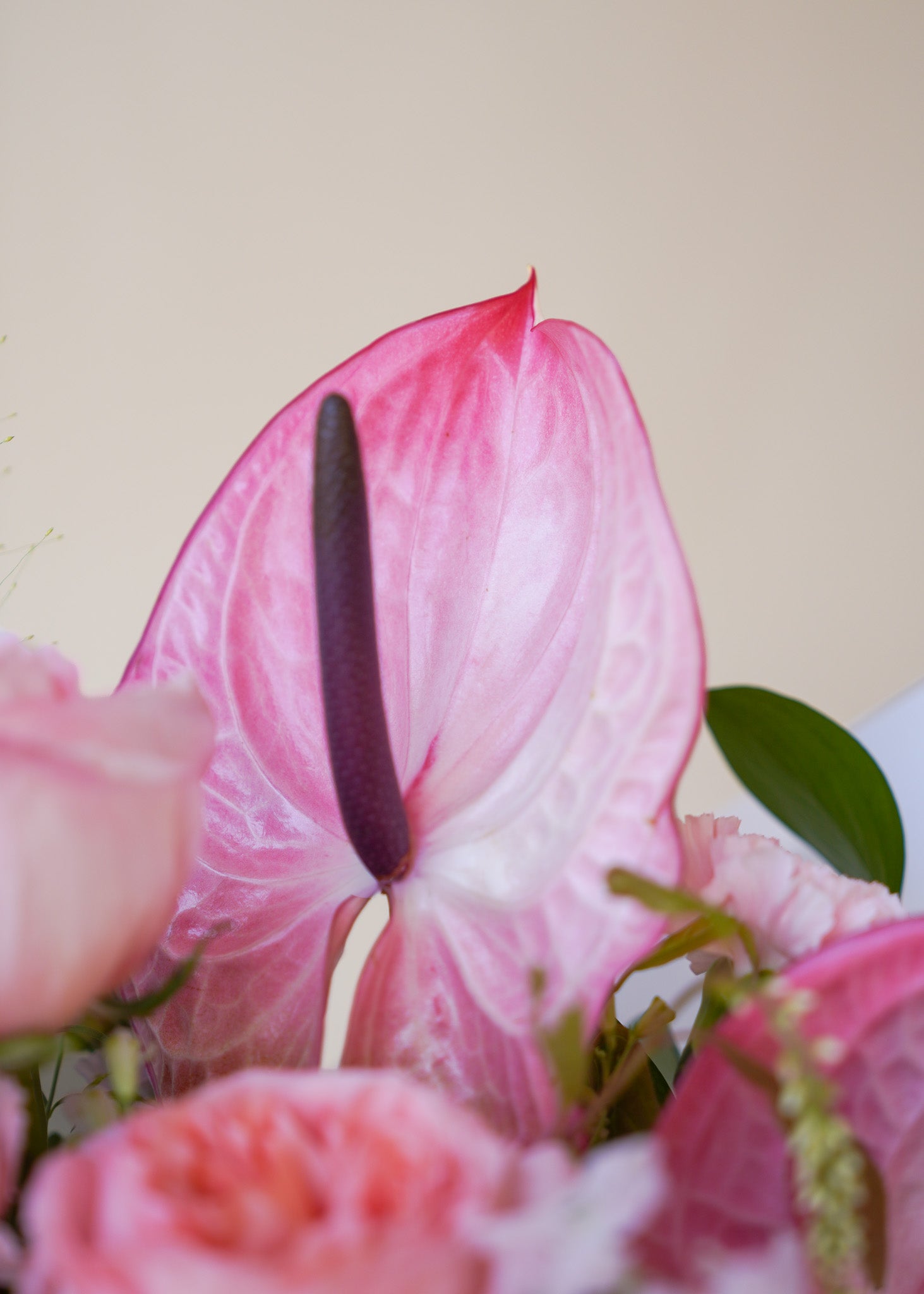 Blushing Beauty
