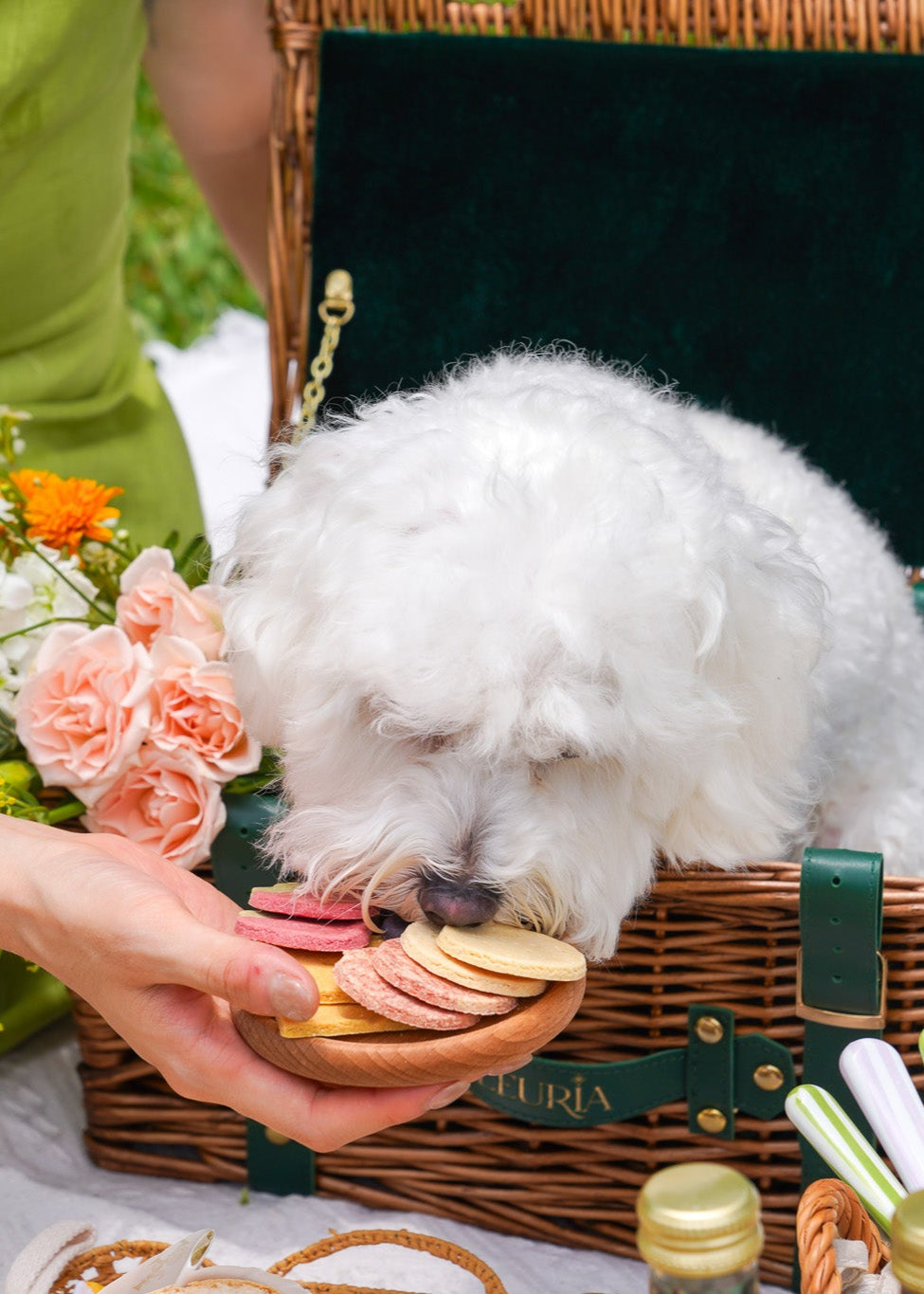 White dog in a picnic basket with a person holding flowers and food items on a grassy background