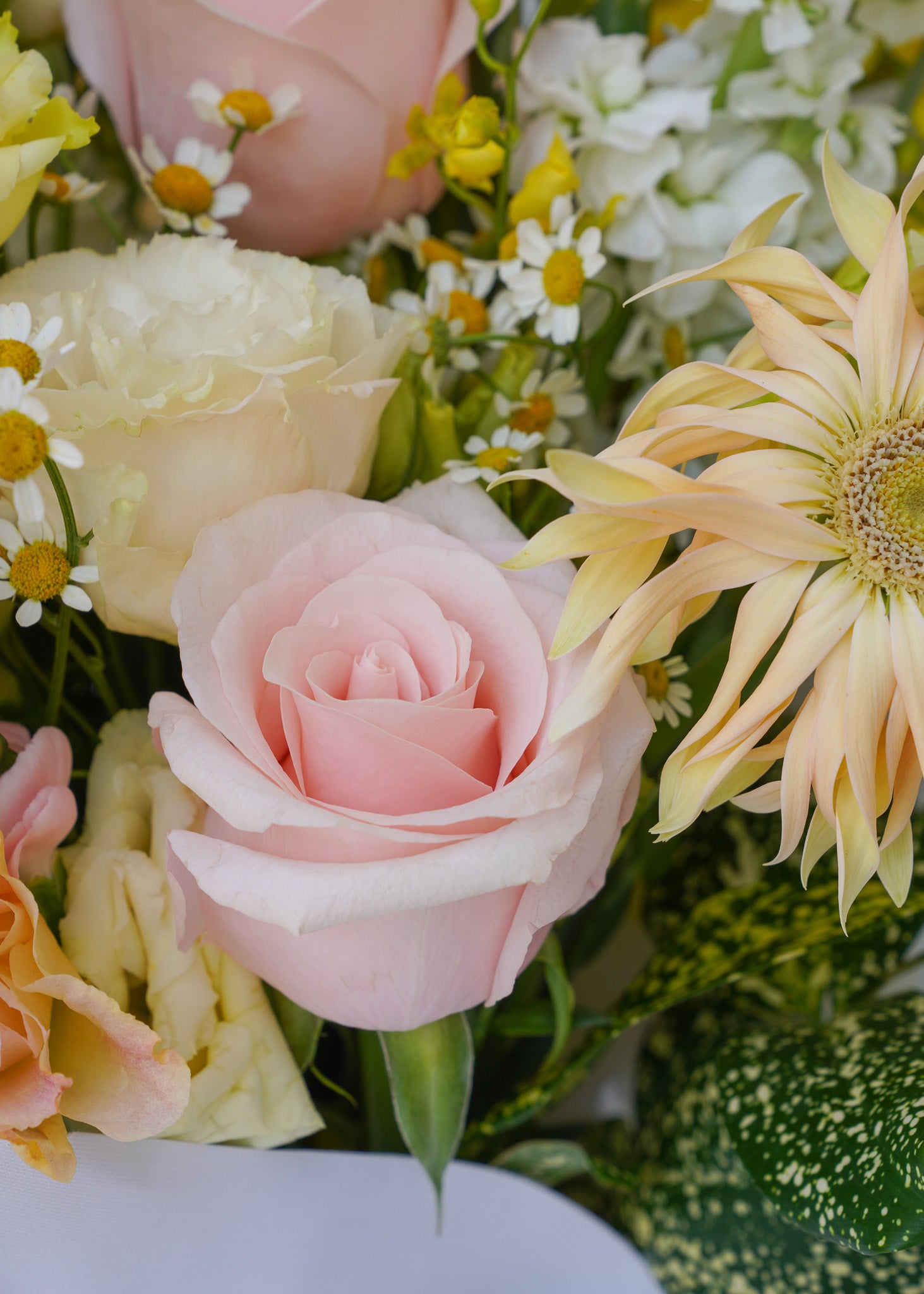 Sunny Daydream in Vase